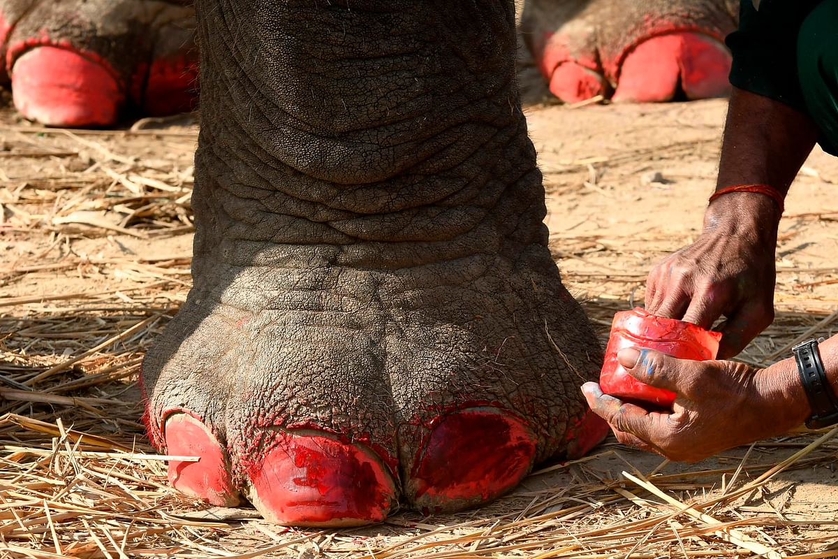 A mahout decorates his elephant before an elephant beauty pageant in Sauraha Chitwan, some 150km southwest of Kathmandu, on 2 January 2020. The Chitwan Elephant Festival is celebrated with elephant football games and an elephant beauty pageant. Photo: AFP