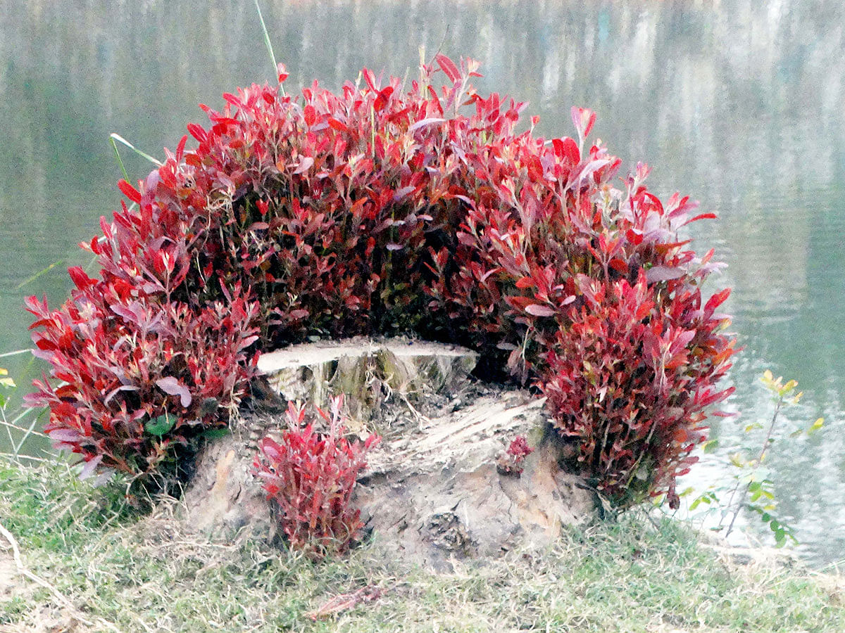 Leaves sprout from a chopped tree`s trunk at Gosaipara, Sherpur in Bogura on 6 January 2019. Photo: Sabuj Chowdhury