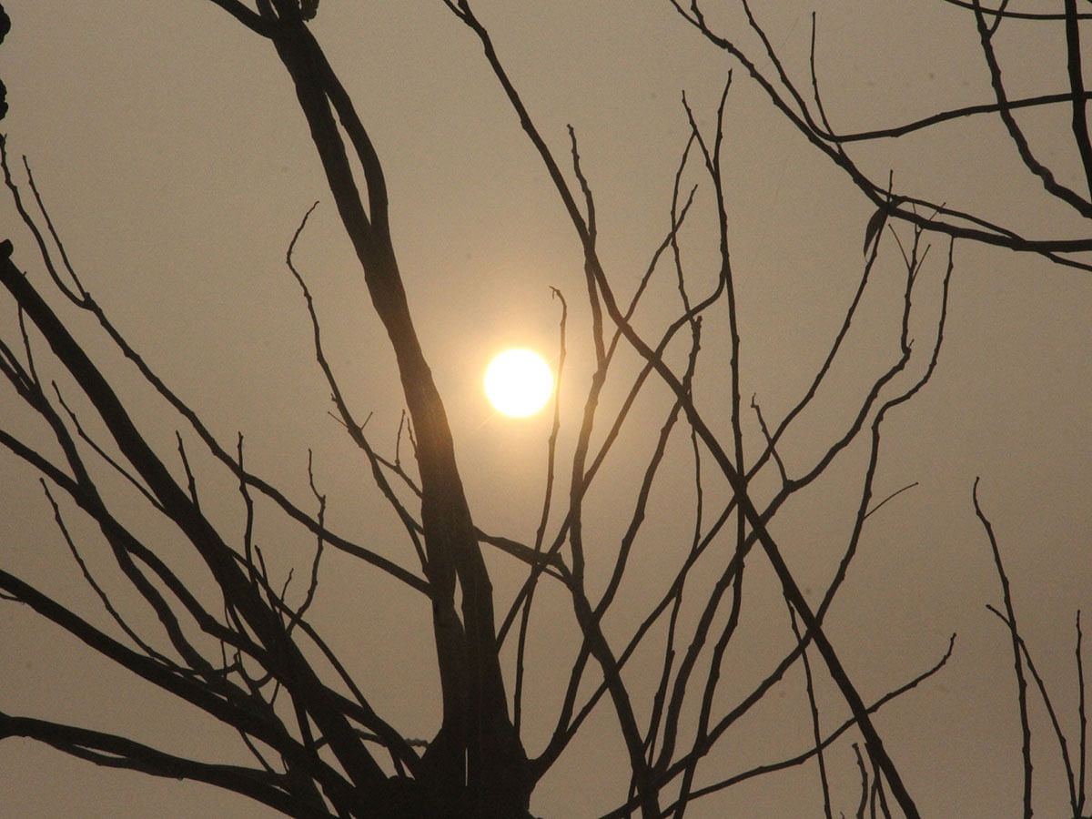 The sun is seen across branches on a winter day at Natun Basati, Manikganj on 6 January 2019. Photo: Abdul Momin
