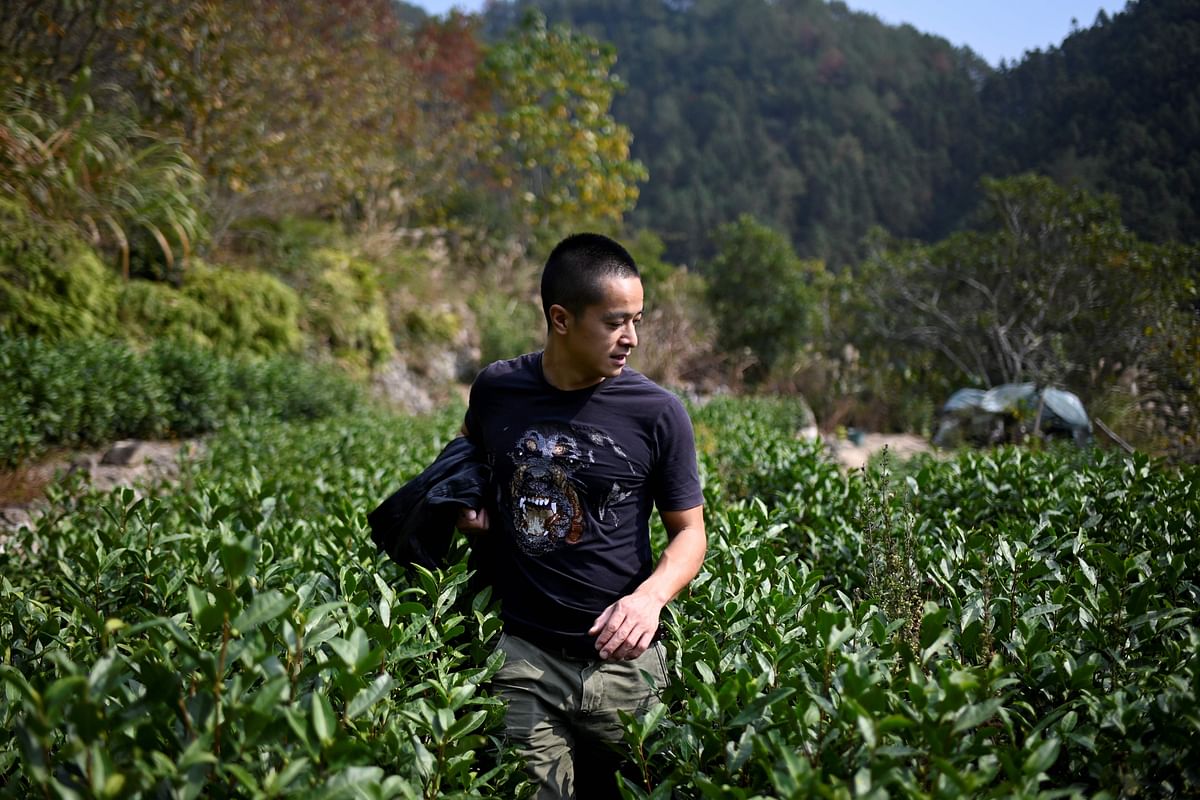 This picture taken on 13 November 2019 shows Chinese farmer Ma Gongzuo checking his tea garden in Songyang county in China`s Zhejiang province. Photo: AFP