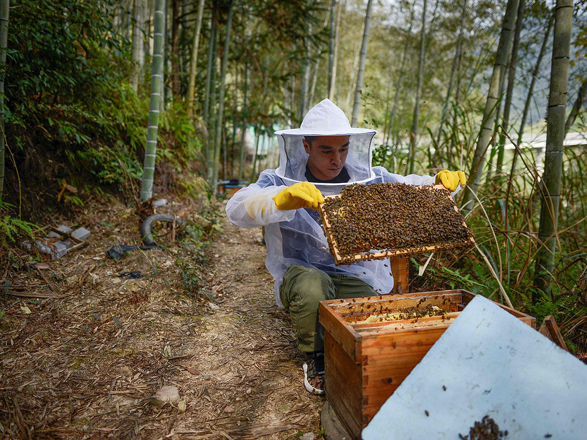 This picture taken on 13 November 2019 shows Chinese farmer Ma Gongzuo collecting honey at his apiary in Songyang county in China`s Zhejiang province. Photo: AFP