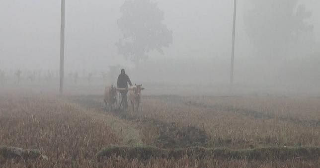 A man ploughs his land in Tentulia, Panchagarh amid extreme cold. Photo: UNB