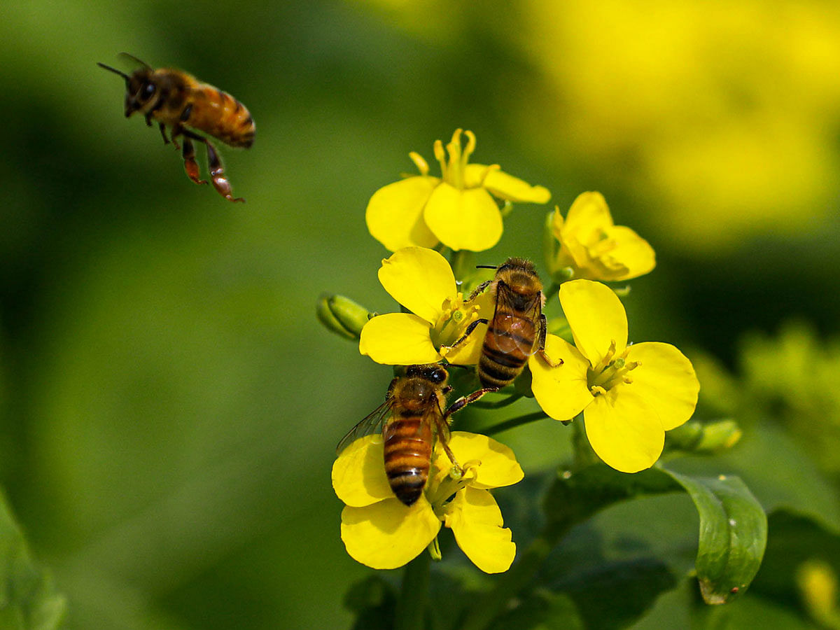 Bees collect honey from mustard blooms at Santgaon, Munshiganj on 6 January 2019. Photo: Dipu Malakar