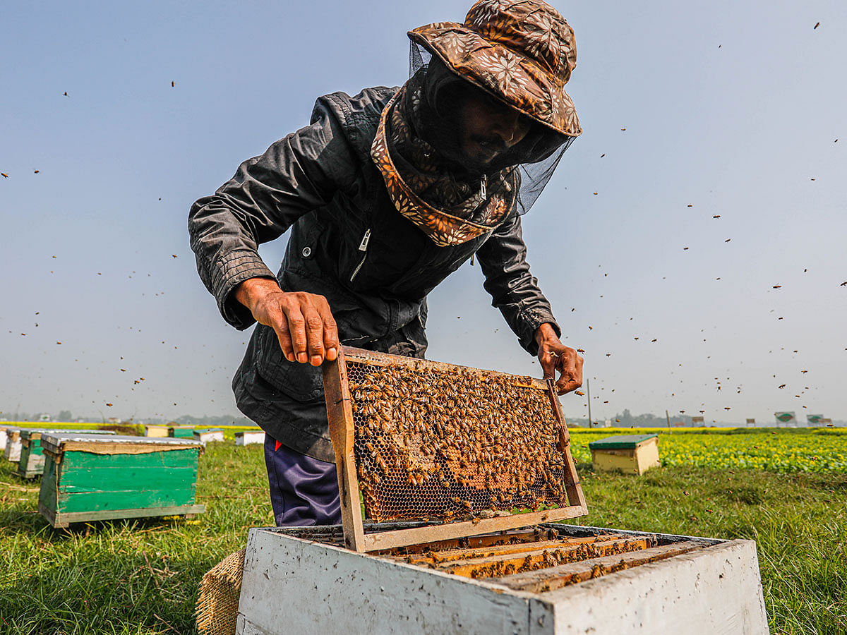 A beekeeper collects honey along a mustard field in the winter at Santgaon, Munshiganj on 6 January 2019. Photo: Dipu Malakar