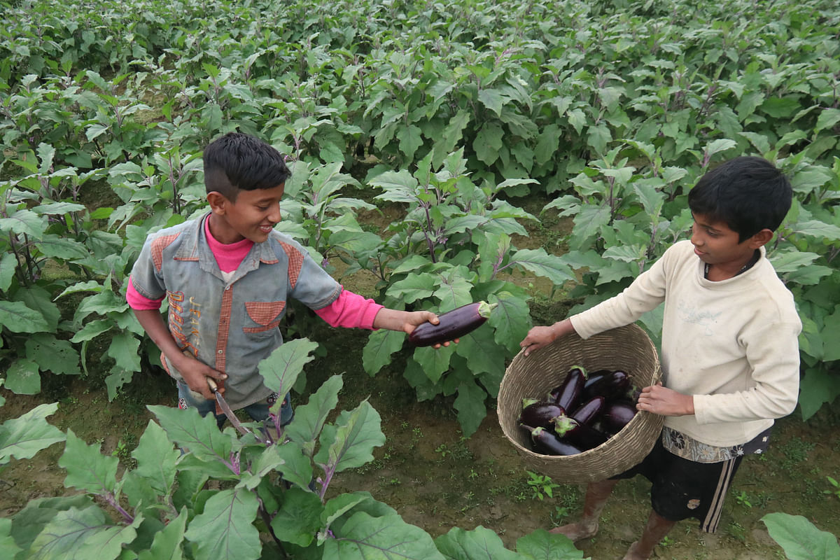Two children harvest brinjals at Anantapur, Sylhet on 8 January 2019. Photo: Anis Mahmud