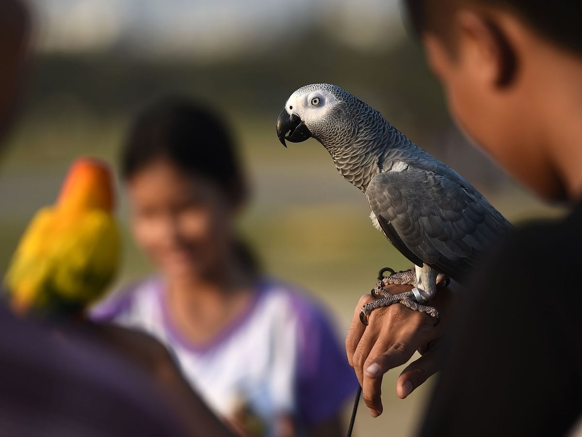 This file photo taken on 3 April 2016, shows an African grey parrot in Bangkok. Photo: AFP