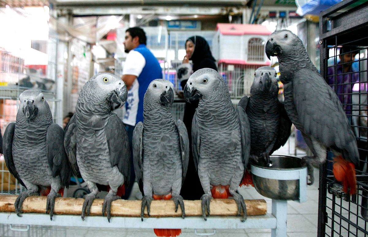 In this file photo taken on 5 May 2012, African Grey parrots are displayed for sale at a bird market in Kuwait City. Photo: AFP