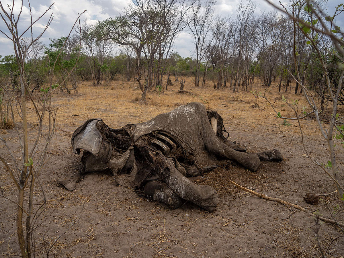 In this file photo taken on 12 November 2019, a carcass of an elephant that succumbed to drought in the Hwange National Park, in Zimbabwe. Photo: AFP
