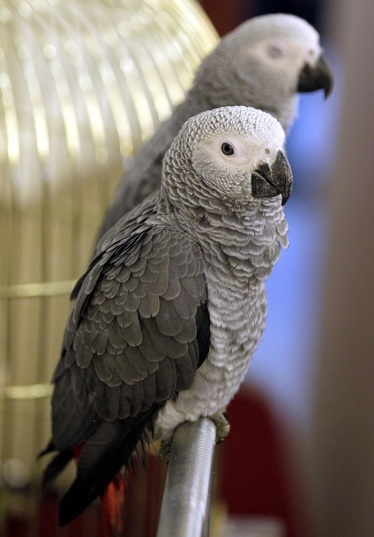 In this file photo taken on 27 November 2014, African grey parrots sit on a perch during the first pet bird show held in Amman. Photo: AFP