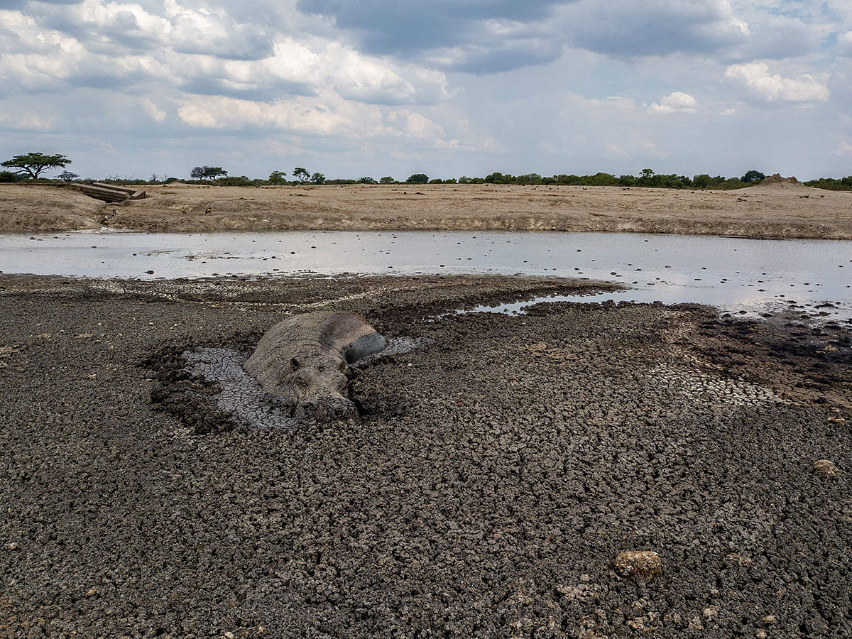 In this file photo taken on 12 November 2019, a hippo stuck in the mud at a drying watering hole in the Hwange National Park, in Zimbabwe. Wild animals in Zimbabwe claimed at least 36 lives in 2019, up from 20 in the previous year.  Authorities recorded 311 animal attacks on people in 2019, up from 195 in 2018.  The attacks have been blamed on a ravaging drought that which has seen hungry animals breaking out of game reserves, raiding human settlements in search for food and water. Photo: AFP