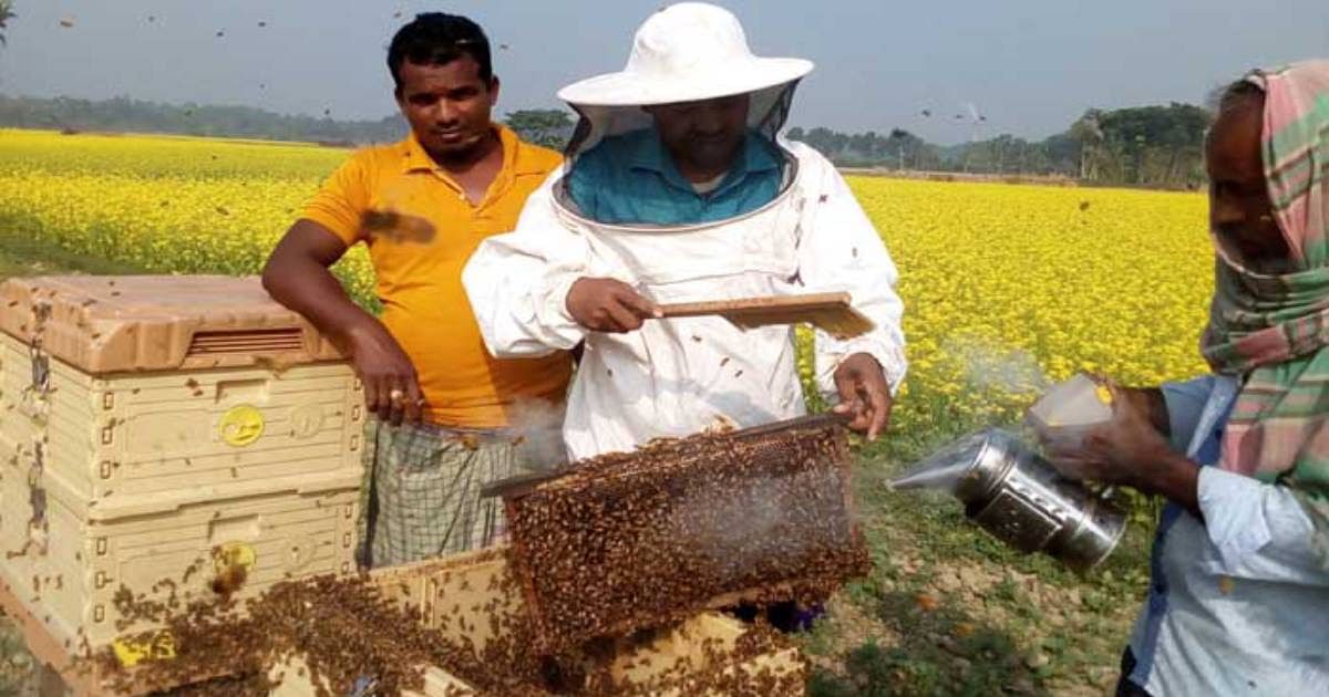 Farmers collect honey from from mustard fields in Jashore. Photo: UNB