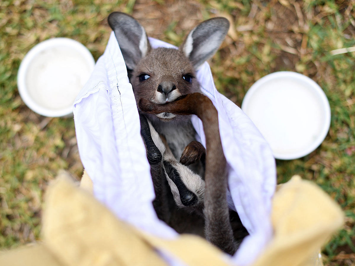 This photo taken on 9 January 2020 shows a rescued kangaroo being cared for by volunteers of wildlife rescue group WIRES, who are working to save and rehabilitate animals from the months-long bushfire disaster, on the outskirts of Sydney. Photo: AFP