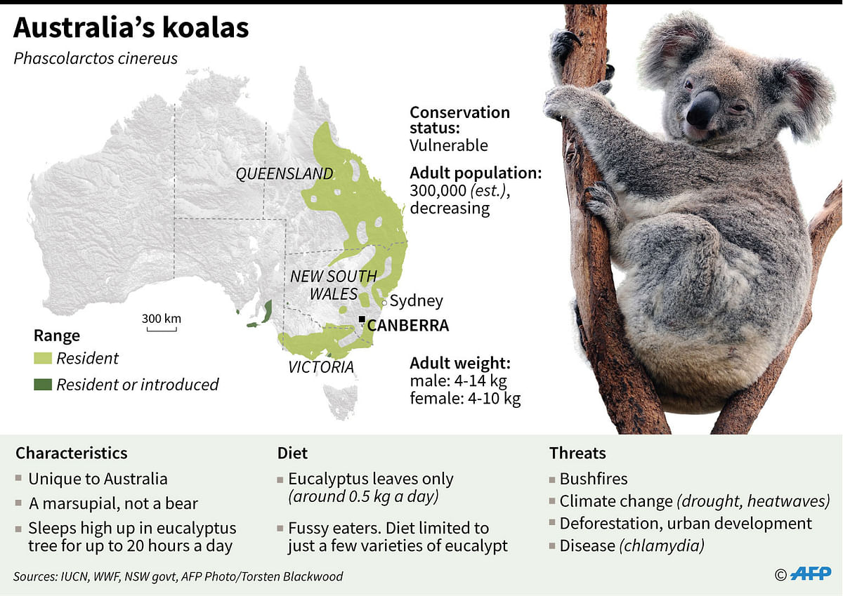 Factfile on koalas, whose numbers have been decimated by bushfires in Australia. Photo: AFP