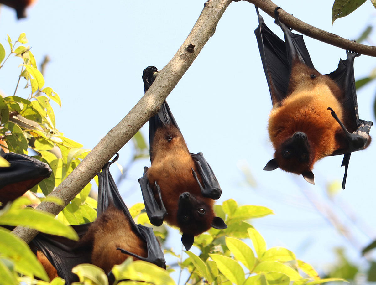 Flying foxes hang from a banyan branch at Aungd Buddhist Temple in Khagrachhari on 12 January 2020. Photo: Nerob Chowdhury