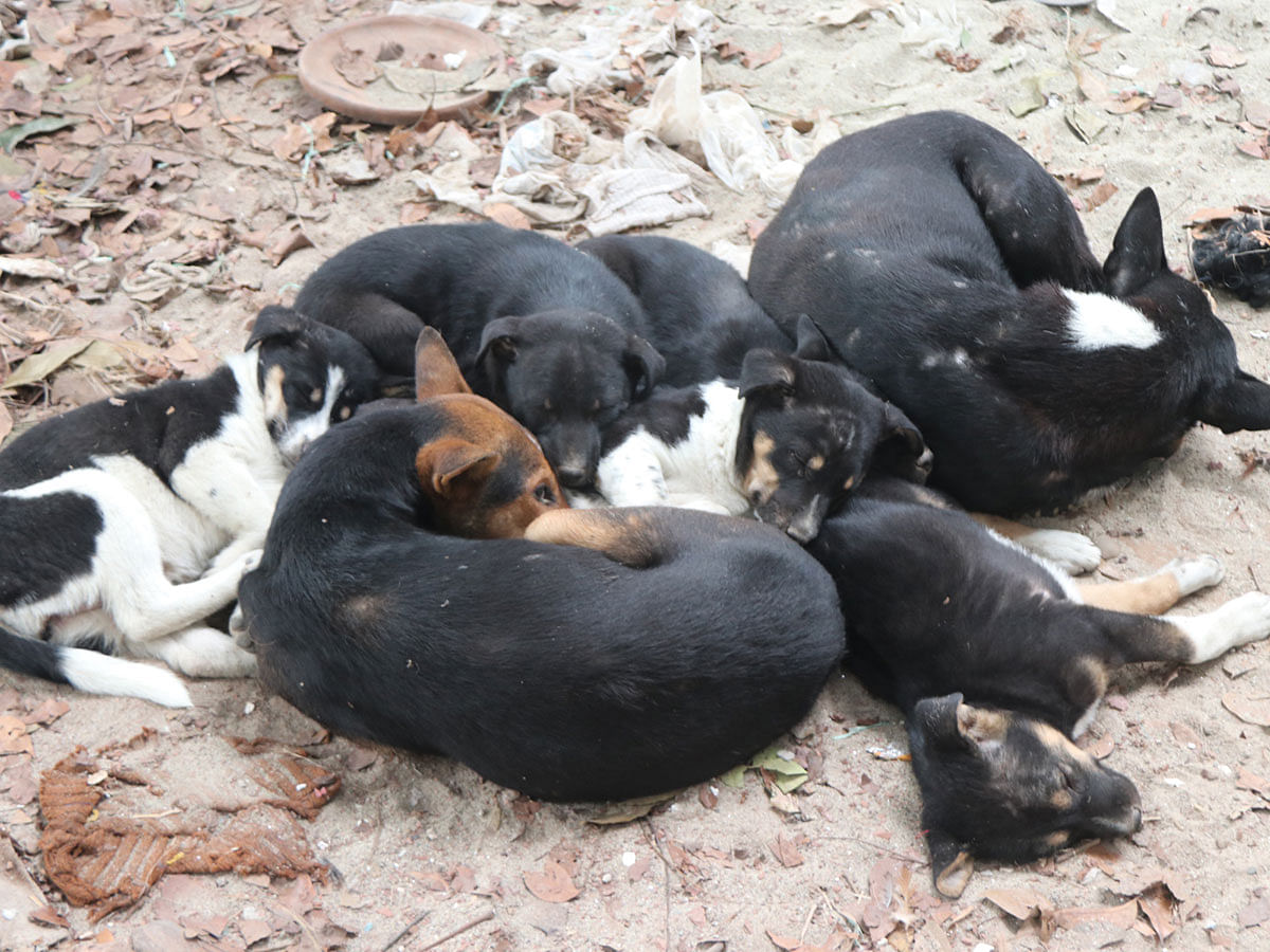 Dogs and puppies huddle together in the cold at Sabujbagh, Bogura on 12 January 2020. Photo: Soel Rana