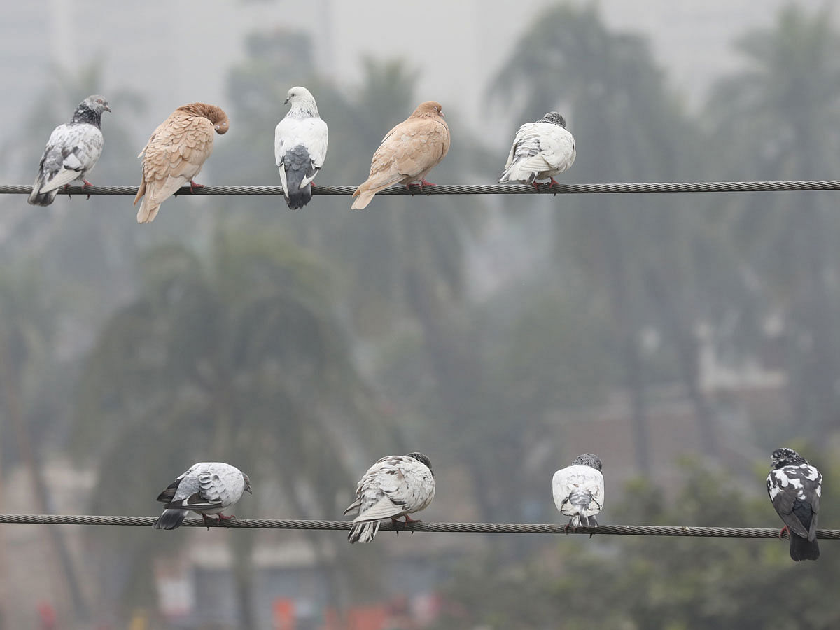 Pigeons perched on an electric cable at Tejgaon, Dhaka on 12 January 2020. Photo: Abdus Salam