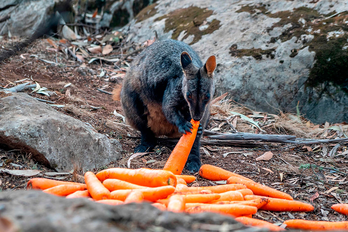 This handout photo taken on 11 January, 2020 and released by NSW National Parks and Wildlife Services shows a wallabie eating a carrot dropped by the NSW National Parks and Wildlife services over the bushfire affected areas along the South Coast for wallabies. Photo: AFP