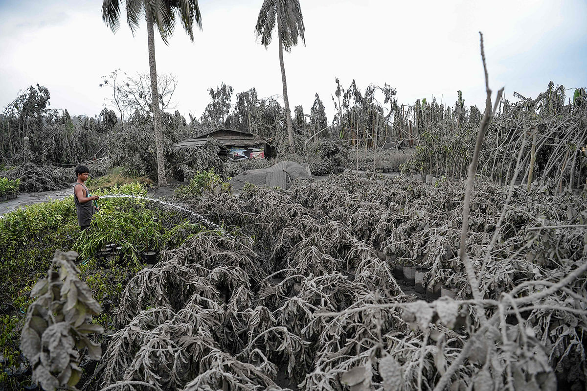 A worker hoses down plants covered with mud and ash after Taal volcano erupted, in Talisay town, Batangas province south of Manila on 13 January. Photo: AFP
