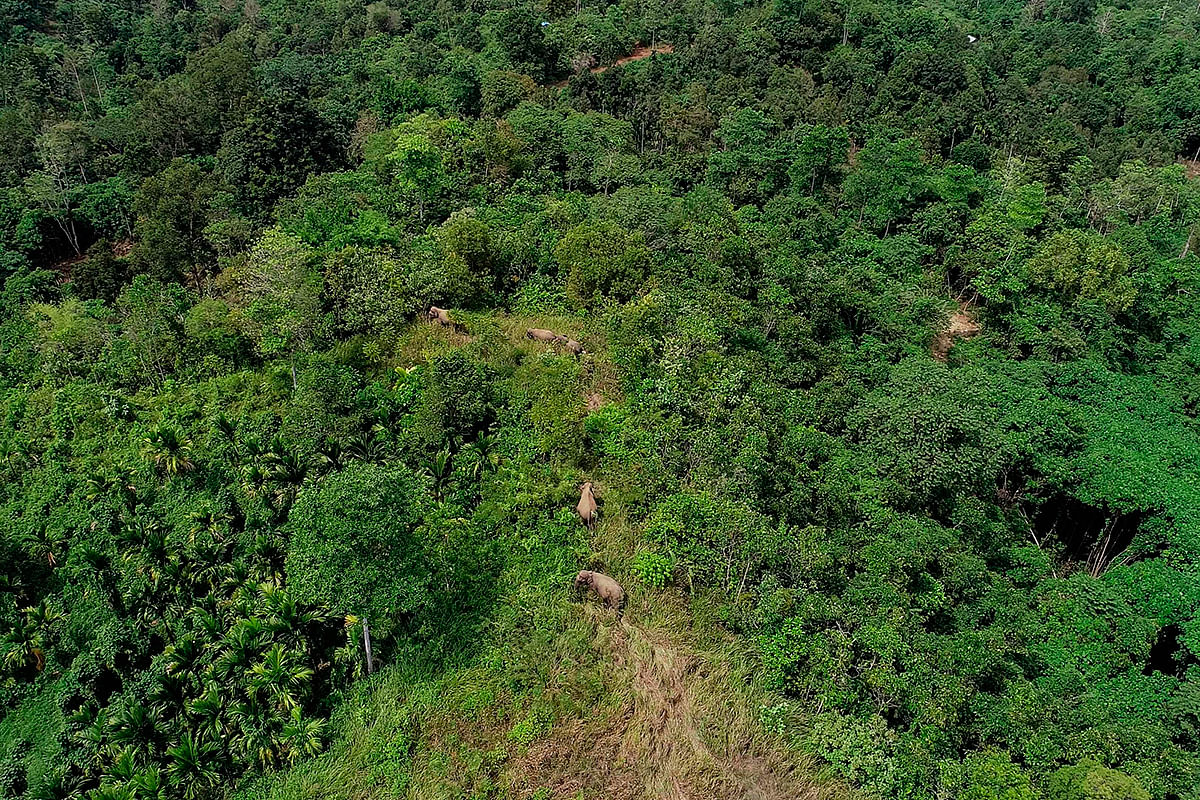 This aerial photo shows wild Sumatran elephants in the Ulu Masen ecosystem forest in Pidie district in Aceh province on 11 January 2020. Photo: AFP