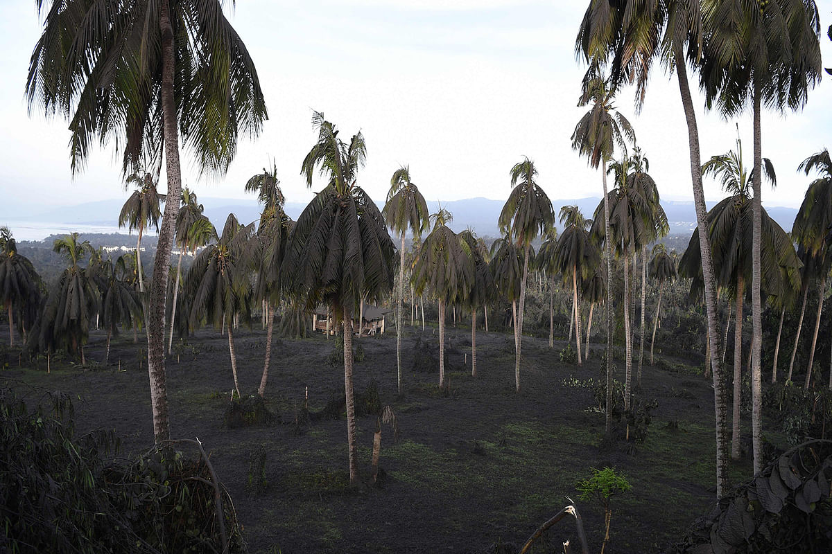 A coconut trees weighed down by ash are seen after Taal volcano began spewing ash over Tanauan town, Batangas province south of Manila on 13 January. Photo: AFP