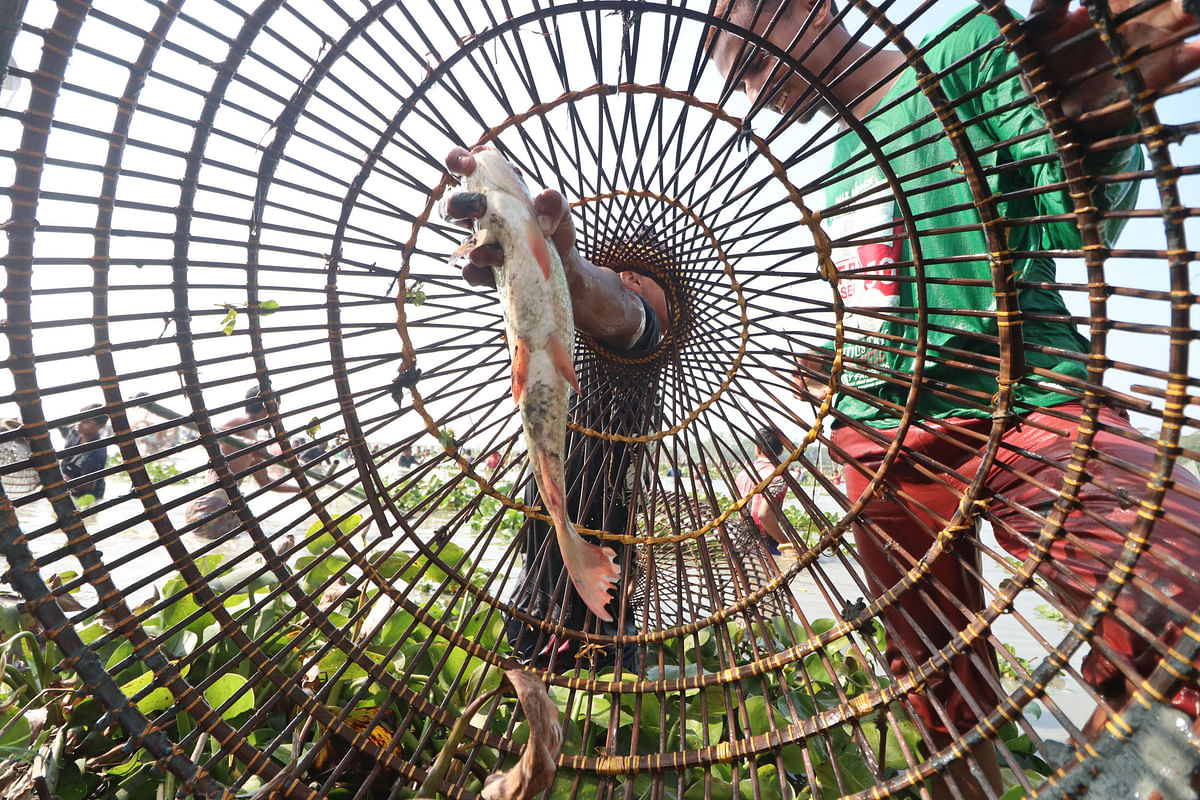 A man catches a fish with a paulo (a bamboo made local instrument for catching fish) at Goahari Bil, Bishwanath, Sylhet on 15 January 2020. Photo: Anis Mahmud