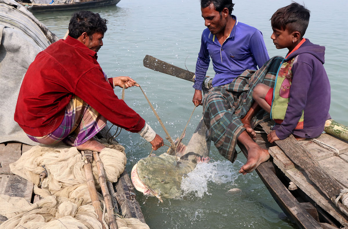 Two men hold a goonch catfish in the river Jamuna at Chandanaisha Kheya Ghat, Bogura on 15 January 2020. Photo: Soel Rana