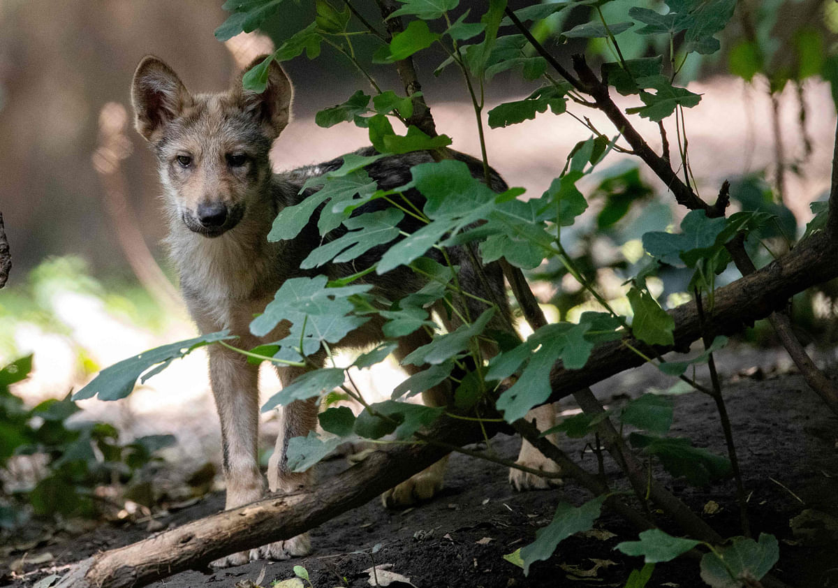 In this file photo taken on July 10, 2018, a three-month-old Mexican wolf (Canis lupus baileyi) is seen at the Coyotes Zoo in Mexico City.