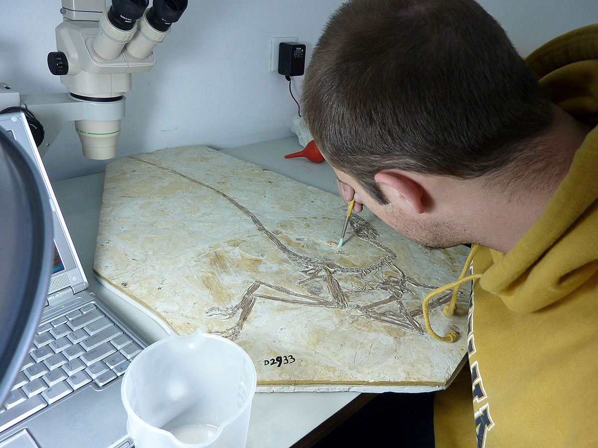 Scientist Ashley Poust is shown at the Dalian Natural History Museum working on the fossil of the newly-discovered Chinese feathered dinosaur Wulong bohaiensis, in this undated image released on 17 January 2020. Photo: Reuters