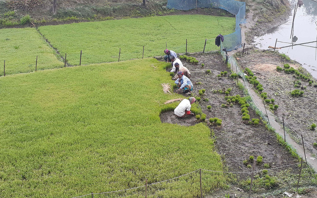 Farmers collect Boro rice seedlings at Rudrapur, Raiganj in Sirajganj on 20 January 2020. Photo: Sajedul Alam