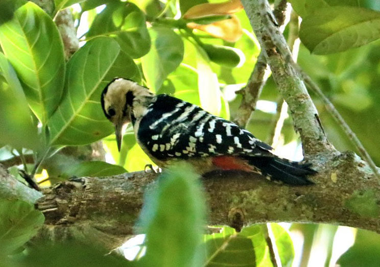 A woodpecker perched on a branch at Boradom, Rangamati on 19 January 2020. Photo: Supriya Chakma
