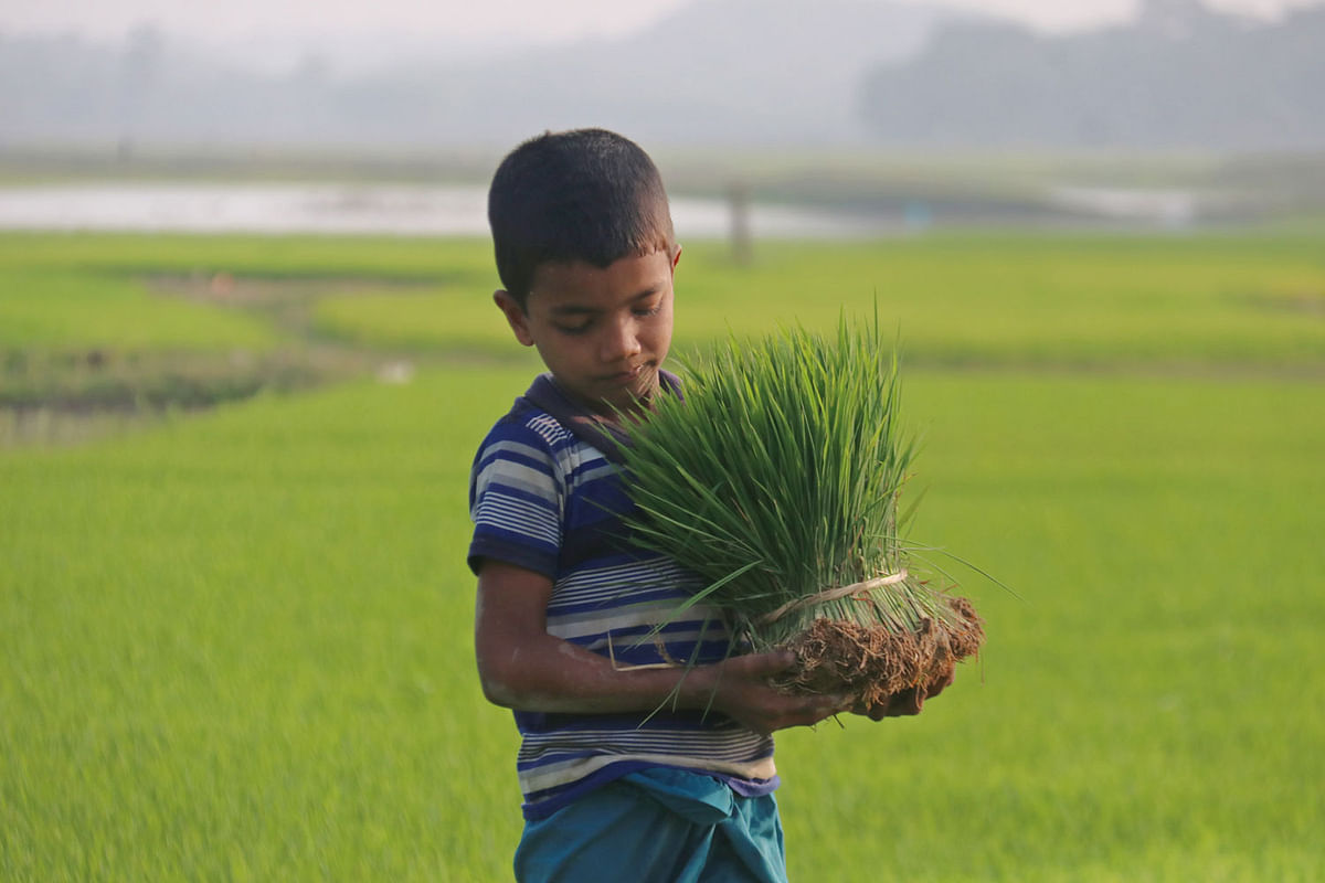 A child carries seedlings amid the fields at Uktabil, Baishtila, Sylhet on 18 January 2020. Photo: Anis Mahmud