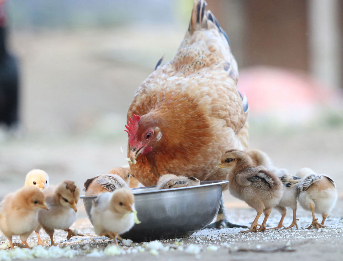 A hen and chickens peck crumb foods at Memberpara, Khagrachhari on 19 January 2020. Photo: Nerob Chowdhury