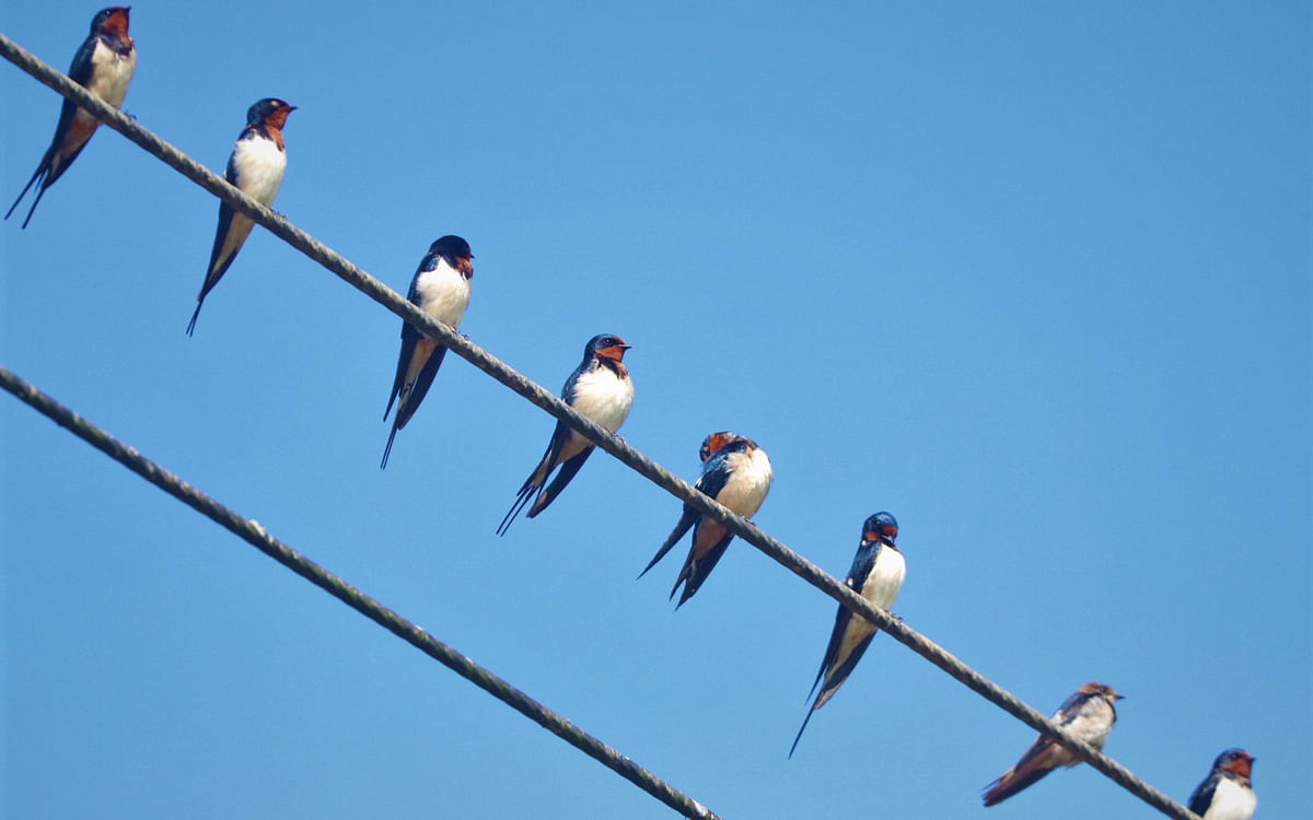 Birds perched on a cable during a winter day at Kheppopra, Rangamati on 19 January 2020. Photo: Supriya Chakma