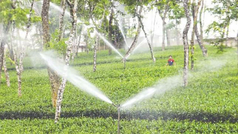 Water being irrigated at the Halda Valley Tea garden at Narayanhat, Fatikchhari upazila in Chattogram. Prothom Alo file photo