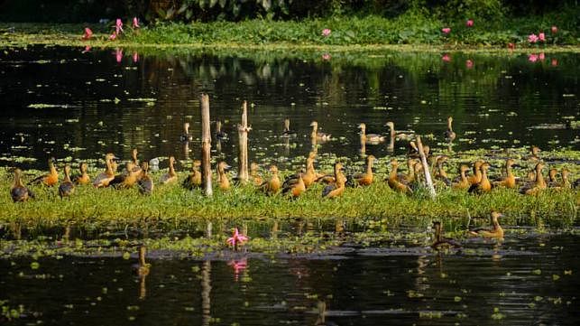 Hundreds of migratory birds are buzzing on the Jahangirnagar University campus. UNB file photo