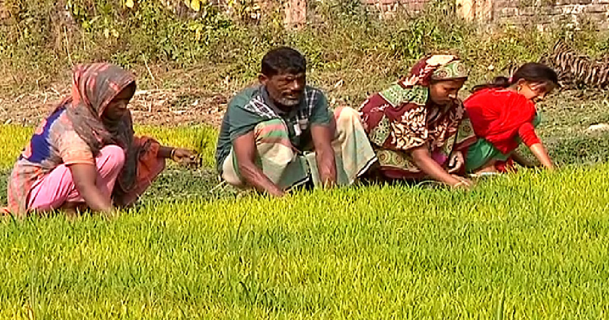 Farmers pluck out paddy seedlings from a bed for plantation. Photo: UNB