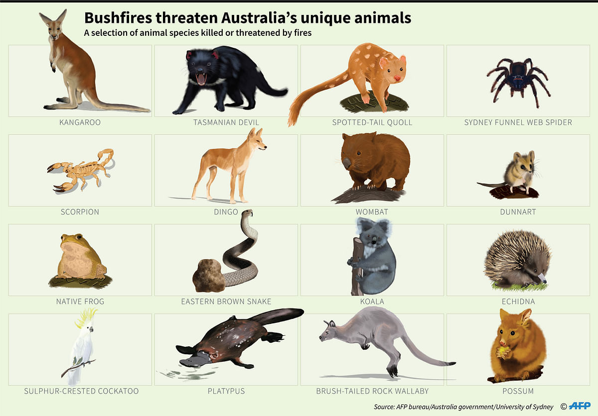 A selection of Australia`s animal species killed or threatened by bushfires. Photo: AFP