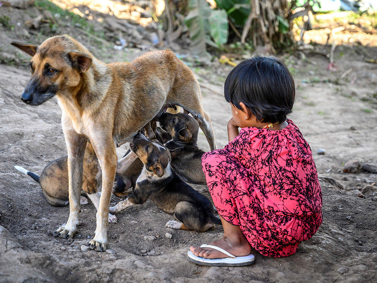 A child watching a dog feeding her puppies in a village outside Mandalay on 15 January 2020 shows . Photo: AFP