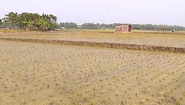 A paddy field. Photo: UNB