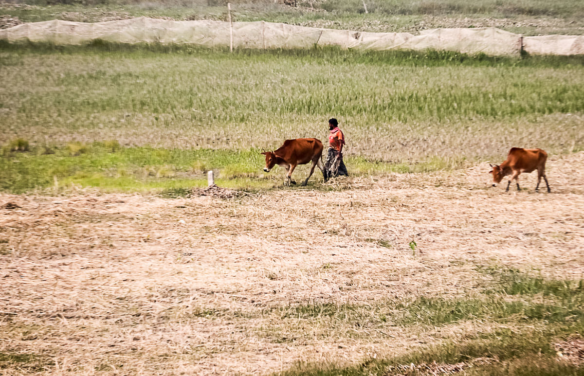 A man drives cattle for graze at Shayestbad, Barishal on 25 January 2020. Photo: Saiyan