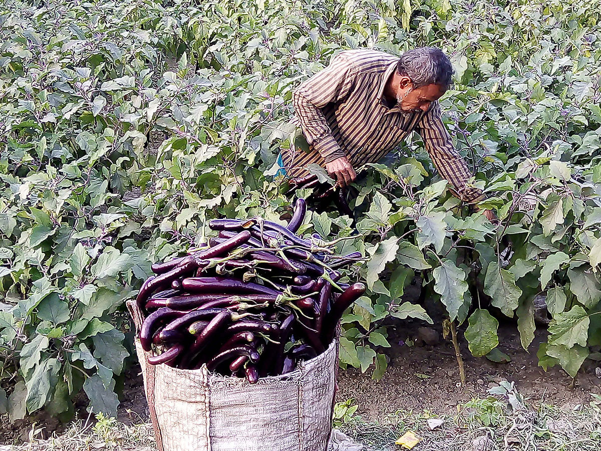 A man harvests aubergines from a field at Khamarkandi, Sherpur, Bogura on 25 January 2020. Photo: Sabuj Chowdhury