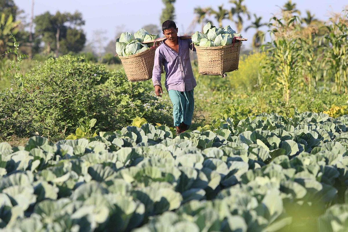 A man carries cabbages amid a field at Memberpara, Khagrachhari on 25 January 2020. Photo: Nerob Chowdhury