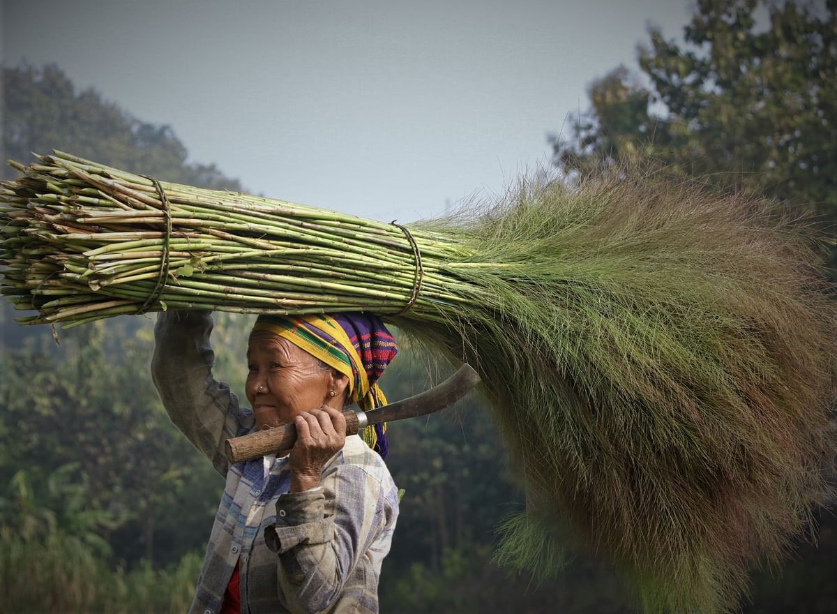 An indigenous woman carries wild plants used to make brooms at Bodhipur, Rangamati on 25 January 2020. Photo: Supriya Chakma