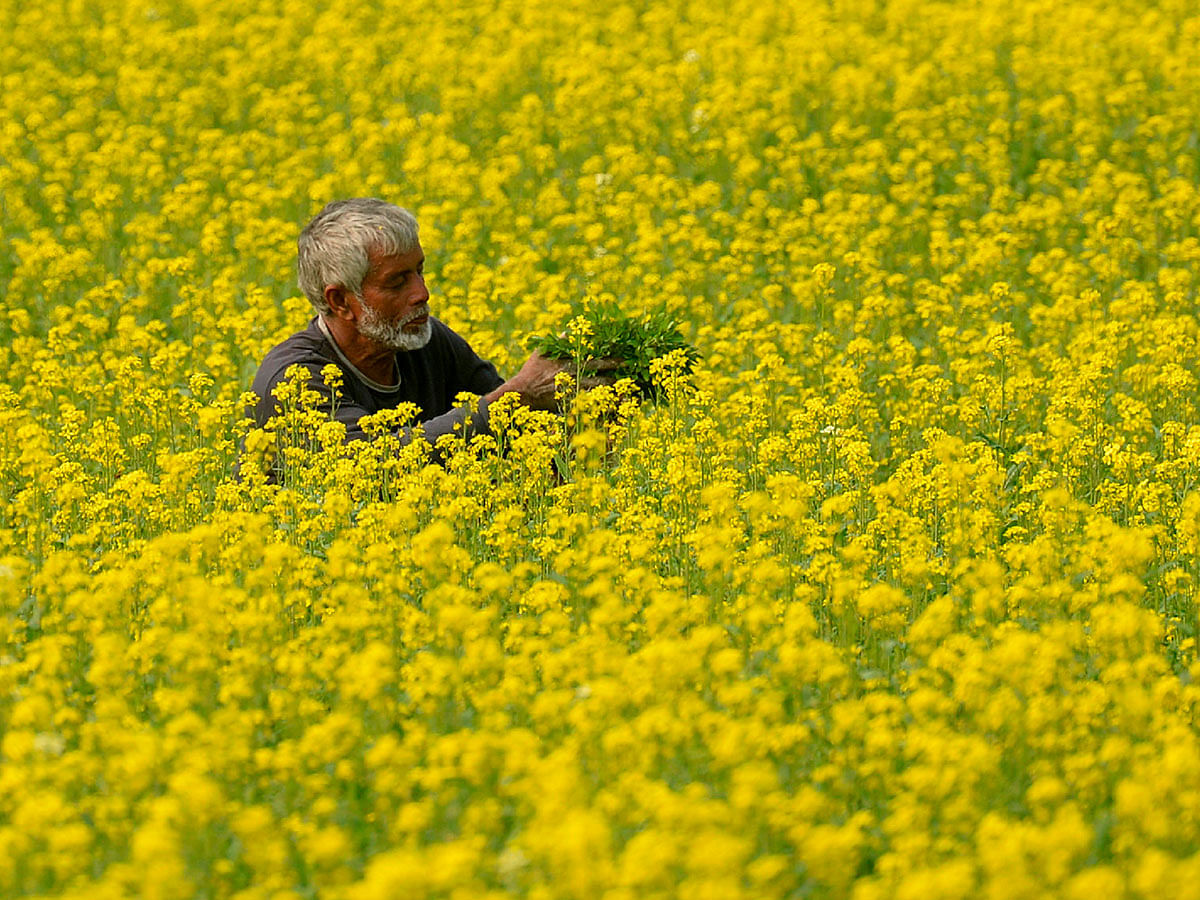 A Bangladeshi man works in a mustard field on the outskirts of Dhaka on 26 January 2020. Photo: AFP