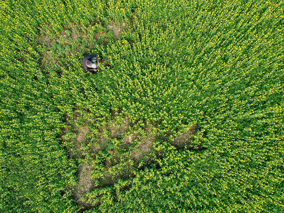 his aerial picture taken on 26 January 2020, shows a Bangladeshi man working in a mustard field on the outskirts of Dhaka. Photo: AFP