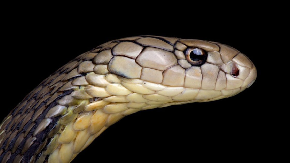 Snake. UNB File Photo