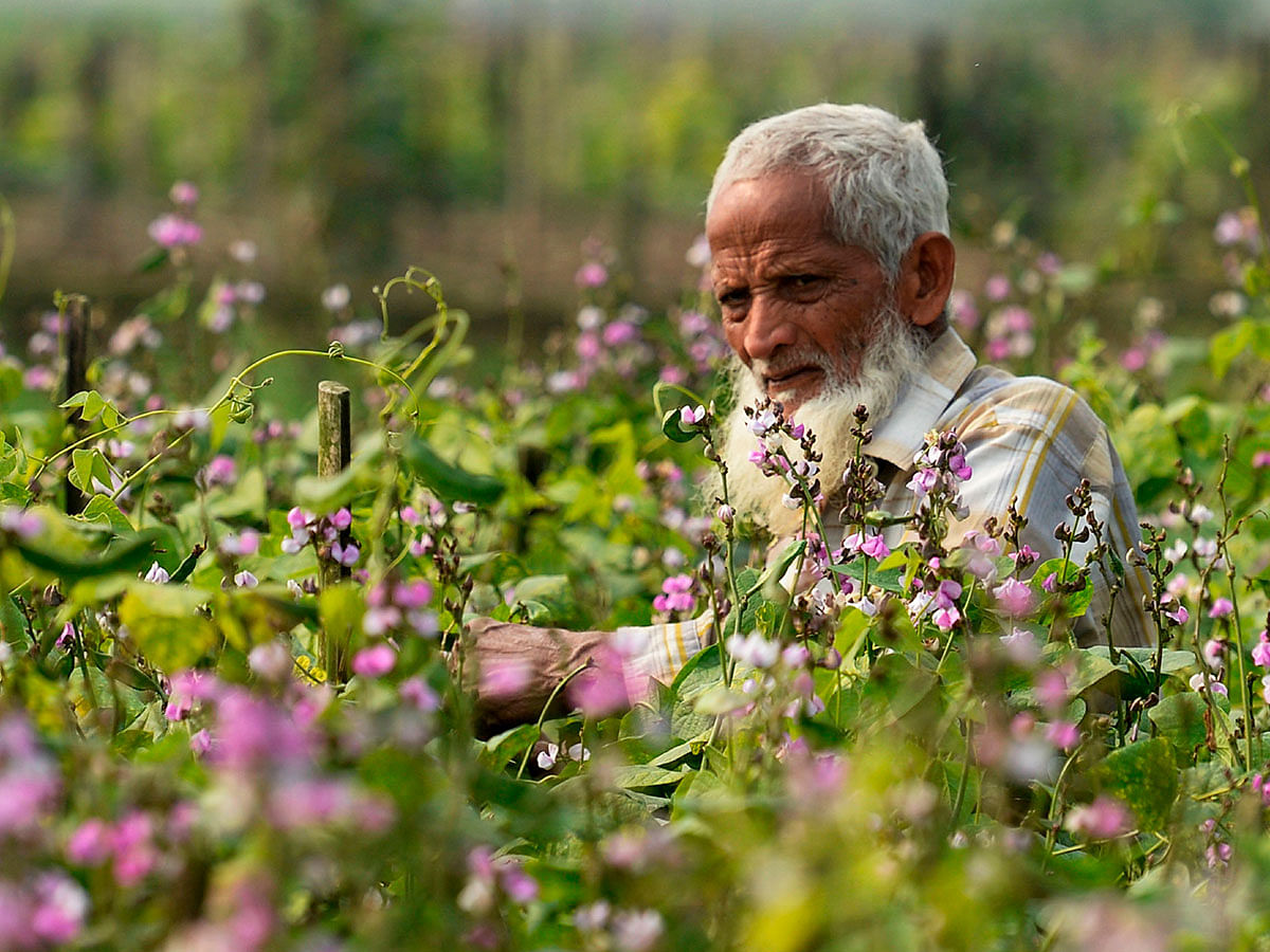 A Bangladeshi man works in a field with long bean crop on the outskirts of Dhaka on 26 January 2020. Photo: AFP