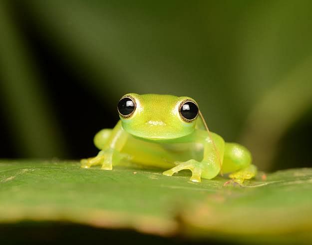 Glass frog. Photo: Twitter