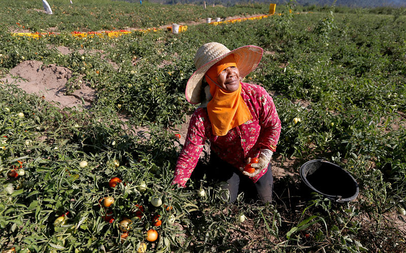 Woman harvests tomatoes on the Mekong river bank outside Nong Khai. Photo: Reuters