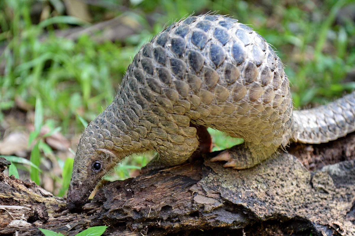 In this file photo taken on 30 June, 2017, a juvenile Sunda pangolin feeds on termites at the Singapore Zoo. Photo: AFP
